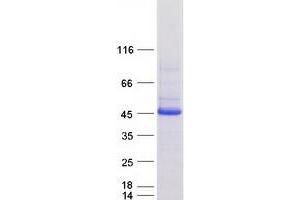 Validation with Western Blot (SERPINB9 Protein (Myc-DYKDDDDK Tag))