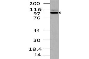 Image no. 1 for anti-TLR4 Interactor with Leucine-Rich Repeats (TRIL) (AA 600-811) antibody (ABIN5027595) (TRIL antibody  (AA 600-811))