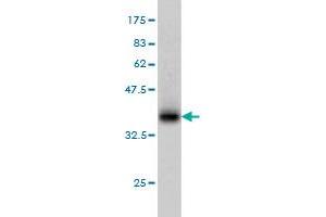 Western Blot detection against Immunogen (36. (PHOSPHO1 antibody  (AA 168-266))