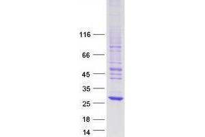 Validation with Western Blot (NXNL1 Protein (Myc-DYKDDDDK Tag))
