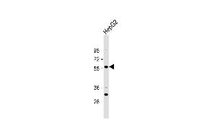 Anti-ST6GAL2 Antibody (C-term) at 1:1000 dilution + HepG2 whole cell lysate Lysates/proteins at 20 μg per lane. (ST6GAL2 antibody  (C-Term))