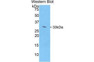 Western Blotting (WB) image for anti-Myosin IE (MYO1E) (AA 781-1036) antibody (ABIN1078393)