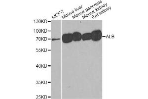 Western blot analysis of extracts of various cell lines, using ALB antibody (ABIN1870915) at 1:500 dilution. (Albumin antibody)