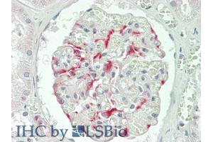 Figure. (XCL1 antibody  (AA 27-107))