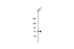 Anti-PIASx1/2 Antibody  at 1:1000 dilution + MCF-7 whole cell lysate Lysates/proteins at 20 μg per lane. (PIAS2 antibody  (N-Term))