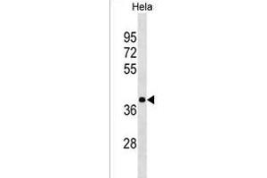 HNRN Antibody (N-term) (ABIN1539277 and ABIN2850046) western blot analysis in Hela cell line lysates (35 μg/lane). (HNRNPA3 antibody  (N-Term))