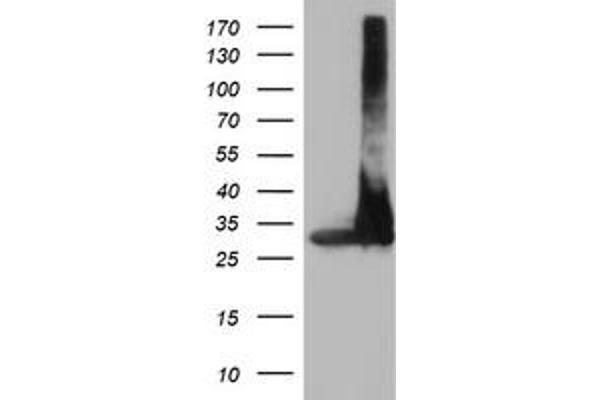 PSMA4 antibody