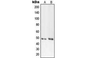 Western blot analysis of PRIM1 expression in HeLa (A), Raw264.