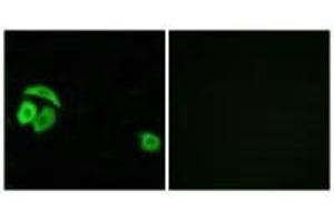 Immunofluorescence analysis of A549 cells, using RPL27A antibody. (RPL27A antibody  (C-Term))