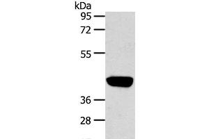 Western Blot analysis of Hepg2 cell using PRSS50 Polyclonal Antibody at dilution of 1:450 (PRSS50 antibody)