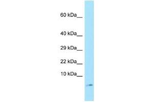 WB Suggested Anti-SERF1A Antibody Titration: 1. (SERF1A antibody  (N-Term))