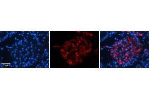 Rabbit Anti-ERGIC3 Antibody   Formalin Fixed Paraffin Embedded Tissue: Human Testis Tissue Observed Staining: Cytoplasm in Leydig cells Primary Antibody Concentration: N/A Other Working Concentrations: 1:600 Secondary Antibody: Donkey anti-Rabbit-Cy3 Secondary Antibody Concentration: 1:200 Magnification: 20X Exposure Time: 0. (ERGIC3 antibody  (C-Term))