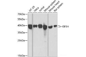 Western blot analysis of extracts of various cell lines using EIF3H Polyclonal Antibody at dilution of 1:1000.