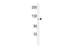 Western blot analysis of TSH2 Antibody (N-term) (ABIN651481 and ABIN2840262) in CEM cell line lysates (35 μg/lane). (THNSL2 antibody  (N-Term))