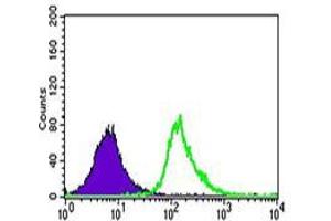 Flow cytometric analysis of K562 cells using UTF1 mouse mAb (green) and negative control (purple). (UTF1 antibody  (AA 148-214))