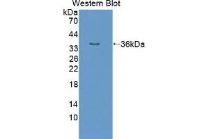Figure. (PON2 antibody  (AA 4-289))