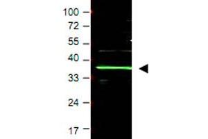 Western blot using BMI1 polyclonal antibody  shows detection of a band ~37 KDa corresponding to human BMI1 (arrowhead). (BMI1 antibody  (AA 252-264))