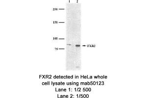Image no. 1 for anti-Fragile X Mental Retardation, Autosomal Homolog 2 (FXR2) (AA 414-658), (C-Term) antibody (ABIN363277) (FXR2 antibody  (C-Term))