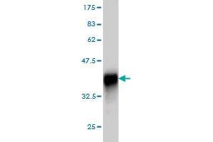 Western Blot detection against Immunogen (36.