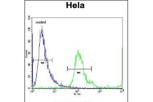 Flow cytometric analysis of Hela cells (right histogram) compared to a negative control cell (left histogram). (MBNL2 antibody  (C-Term))