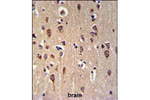 GRPR Antibody IHC analysis in formalin fixed and paraffin embedded brain tissue followed by peroxidase conjugation of the secondary antibody and DAB staining.