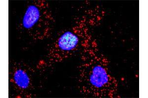 Proximity Ligation Analysis of protein-protein interactions between VASP and ACTG1. (VASP antibody  (AA 1-380))