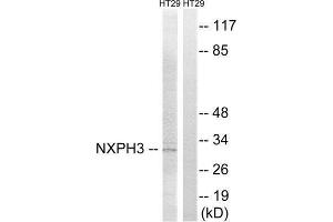 Western Blotting (WB) image for anti-Neurexophilin 3 (NXPH3) (Internal Region) antibody (ABIN1851686)