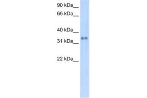 Western Blotting (WB) image for anti-Carbonic Anhydrase IV (CA4) antibody (ABIN2462403) (CA4 antibody)