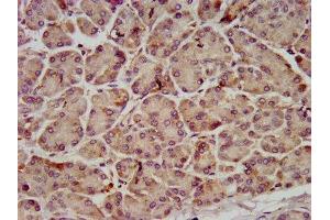 IHC image of ABIN7173941 diluted at 1:800 and staining in paraffin-embedded human pancreatic tissue performed on a Leica BondTM system. (C10orf2 antibody  (AA 559-684))