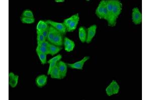 Immunofluorescence staining of HepG2 cells with ABIN7151723 at 1:100, counter-stained with DAPI. (ENTR1 (AA 121-230) antibody)