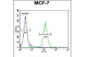 Flow cytometric analysis of MCF-7 cells (right histogram) compared to a negative control cell (left histogram). (USF1 antibody  (AA 174-201))