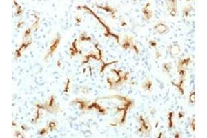 Immunohistochemistry (IHC) image for anti-Cystic Fibrosis Transmembrane Conductance Regulator (ATP-Binding Cassette Sub-Family C, Member 7) (CFTR) (AA 258-385) antibody (ABIN5575346)