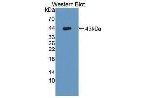 Western Blotting (WB) image for anti-Hemochromatosis Type 2 (Juvenile) (HFE2) (AA 234-416) antibody (ABIN1859141) (HFE2 antibody  (AA 234-416))