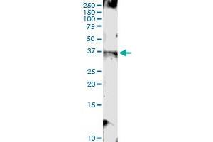 Immunoprecipitation of TMEM115 transfected lysate using anti-TMEM115 MaxPab rabbit polyclonal antibody and Protein A Magnetic Bead , and immunoblotted with TMEM115 MaxPab mouse polyclonal antibody (B01) .