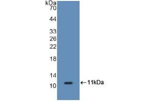 Western blot analysis of recombinant Mouse S100A8. (S100A8 antibody  (AA 1-89))