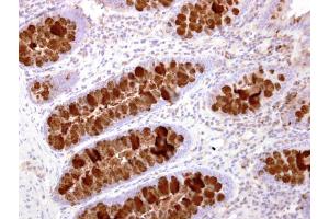 IHC-P Image IL16 antibody [C3], C-term detects IL16 protein at secreted on human normal colon by immunohistochemical analysis. (IL16 antibody  (C-Term))