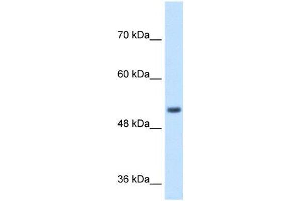 SPPL2B antibody  (N-Term)