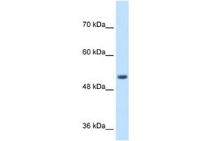 SPPL2B antibody used at 1 ug/ml to detect target protein. (SPPL2B antibody  (N-Term))