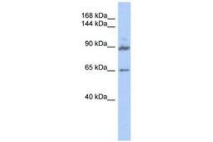 Image no. 1 for anti-G Protein-Coupled Receptor Associated Sorting Protein 2 (GPRASP2) (AA 539-588) antibody (ABIN6741147) (GPRASP2 antibody  (AA 539-588))