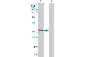 Western Blot analysis of RIT2 expression in transfected 293T cell line by RIT2 MaxPab polyclonal antibody. (RIT2 antibody  (AA 1-217))