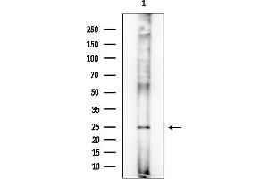 Western blot analysis of lysates from Mouse lung, using DNAJB3 Mouse Monoclonal Antibody at 1/1000 dilution.