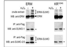 Image no. 2 for anti-Small Ubiquitin Related Modifier Protein 1 (SUMO1) (C-Term) antibody (ABIN356734) (SUMO1 antibody  (C-Term))