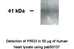 Image no. 1 for anti-Proteoglycan 3 (PRG3) (Internal Region) antibody (ABIN363446)