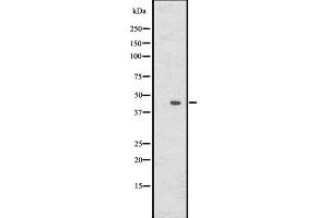 Western blot analysis of DUSP6 using HepG2 whole cell lysates (DUSP6 antibody  (Internal Region))