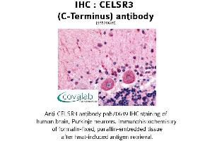 Image no. 1 for anti-Cadherin EGF LAG Seven Pass G-Type Receptor 3 (CELSR3) (C-Term) antibody (ABIN1732973) (CELSR3 antibody  (C-Term))