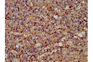 IHC image of ABIN7166324 diluted at 1:200 and staining in paraffin-embedded human adrenal gland tissue performed on a Leica BondTM system. (GPR177/WLS antibody  (AA 123-232))