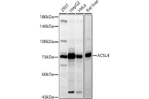 Western blot analysis of extracts of various cell lines, using  antibody (ABIN6129864, ABIN6136458, ABIN6136459 and ABIN6222564) at 1:500 dilution.