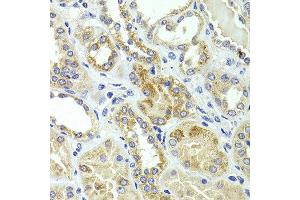 Immunohistochemistry of paraffin-embedded human kidney using HMGCL antibody at dilution of 1:100 (x40 lens). (HMGCL antibody)