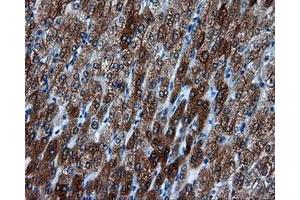 Immunohistochemical staining of paraffin-embedded liver tissue using anti-BHMT mouse monoclonal antibody. (BHMT antibody)