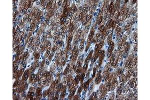 Immunohistochemical staining of paraffin-embedded liver tissue using anti-BHMT mouse monoclonal antibody.